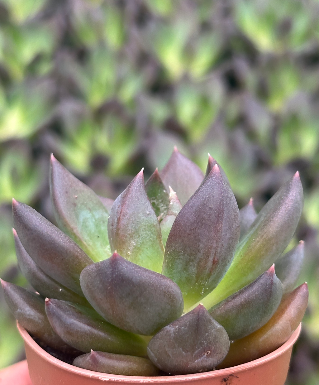 echeveria black knight