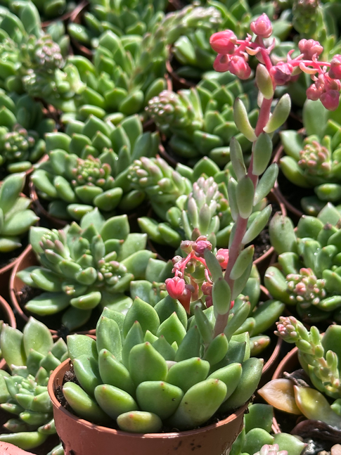 echeveria blu