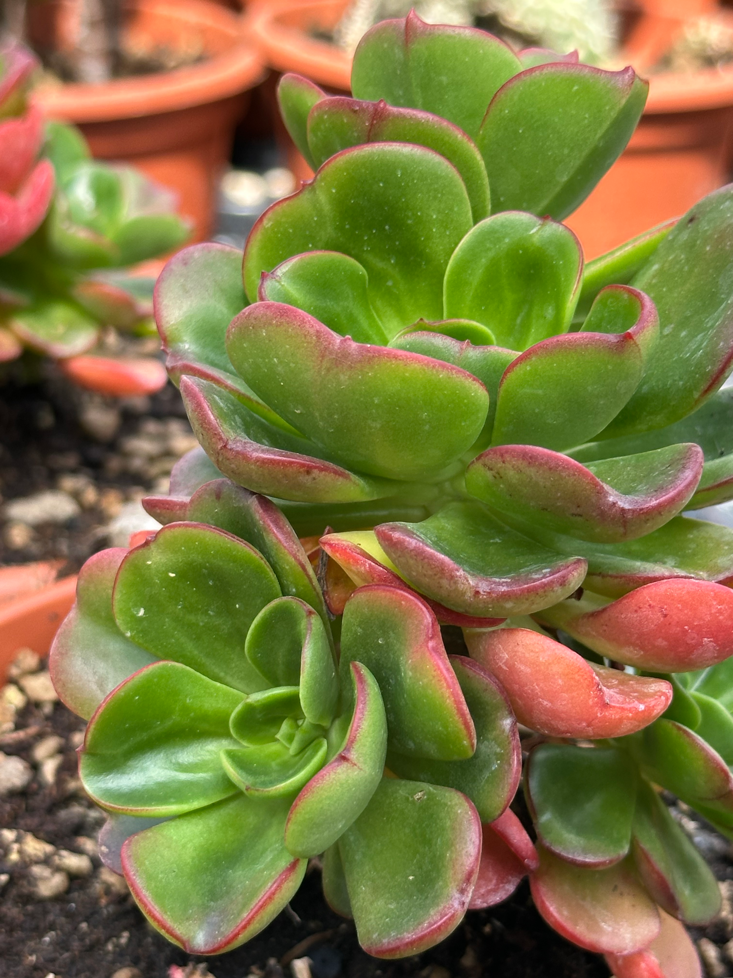 echeveria briarrose
