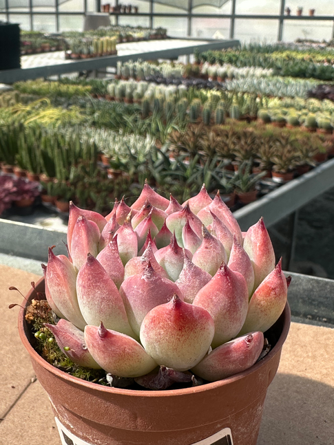 echeveria chiuauensis