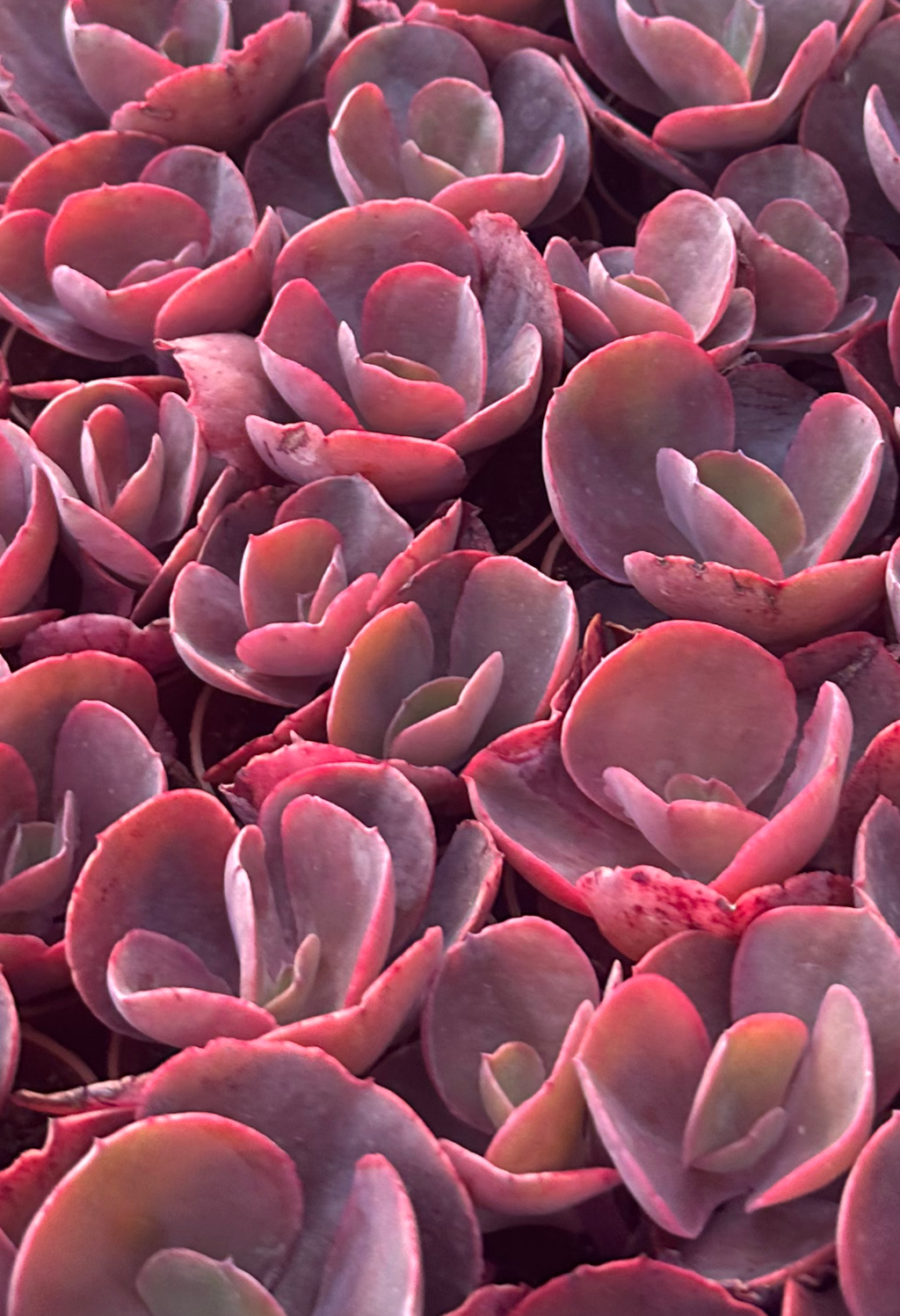echeveria chroma