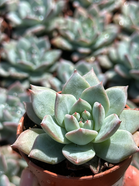 echeveria colorata