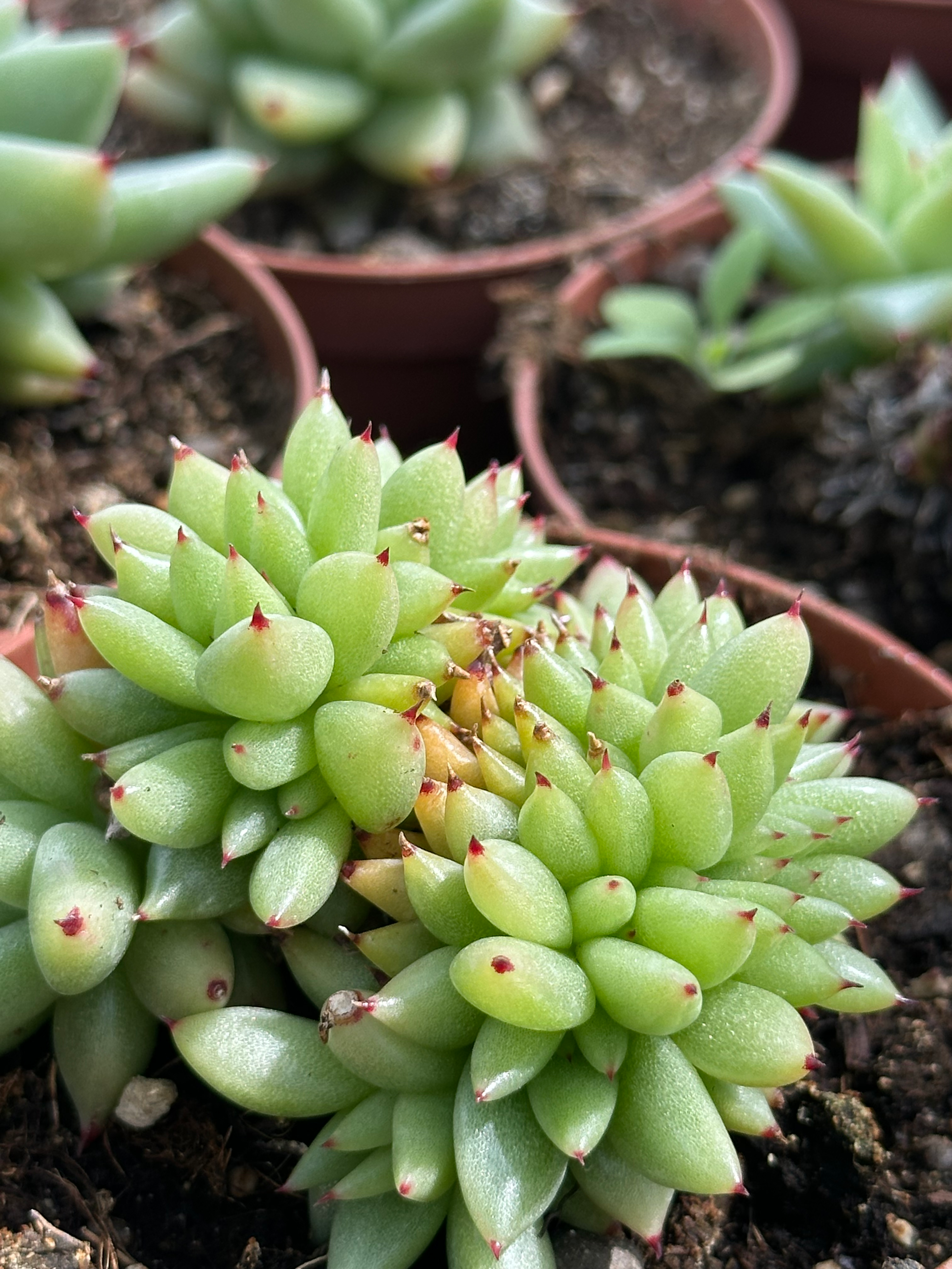 echeveria corderoyi crestata