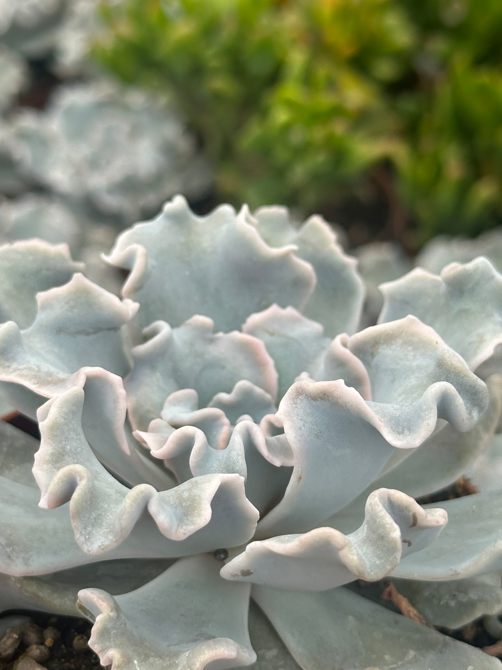 echeveria crispate beauty