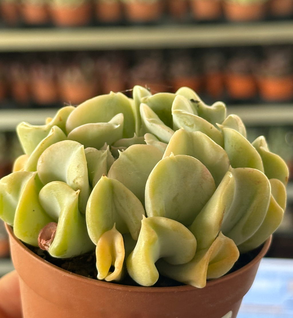 echeveria cubic frost