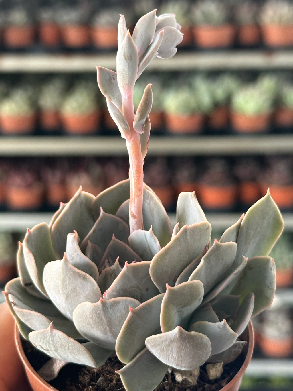 echeveria cuspidata