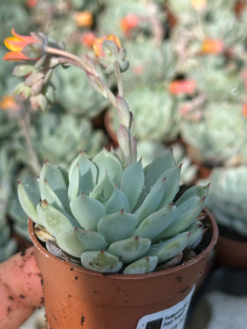 echeveria cuspidata