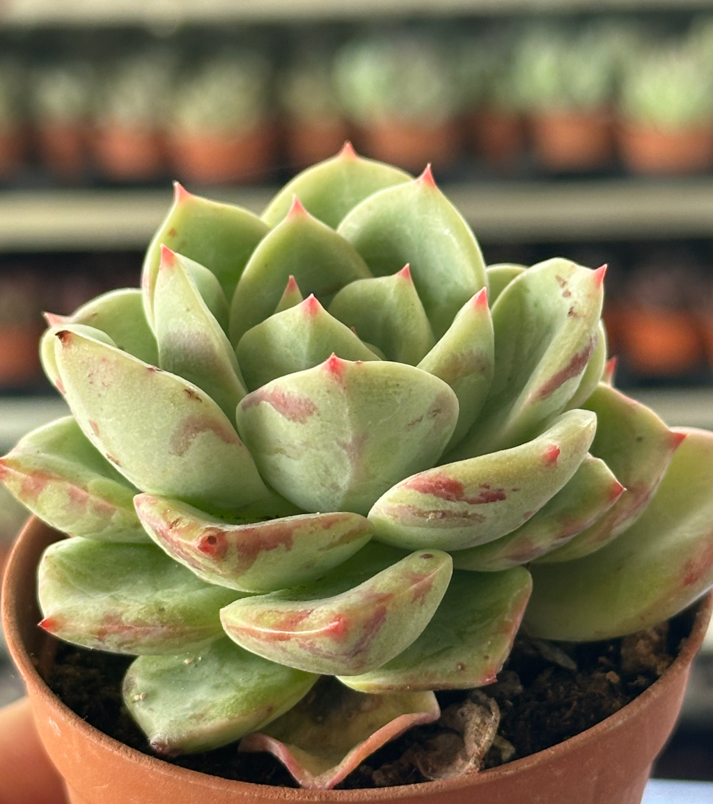echeveria derembergii