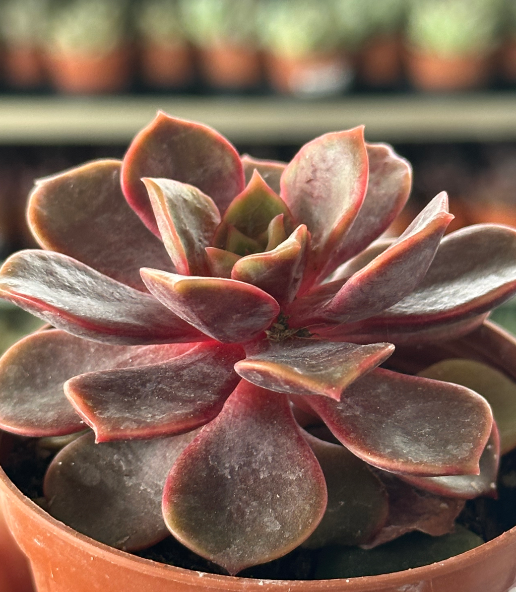 echeveria dusty rose