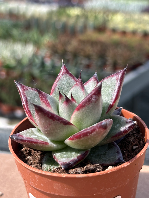 echeveria ebony
