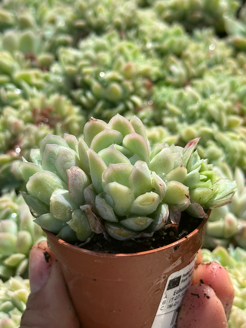 echeveria elegance cristata