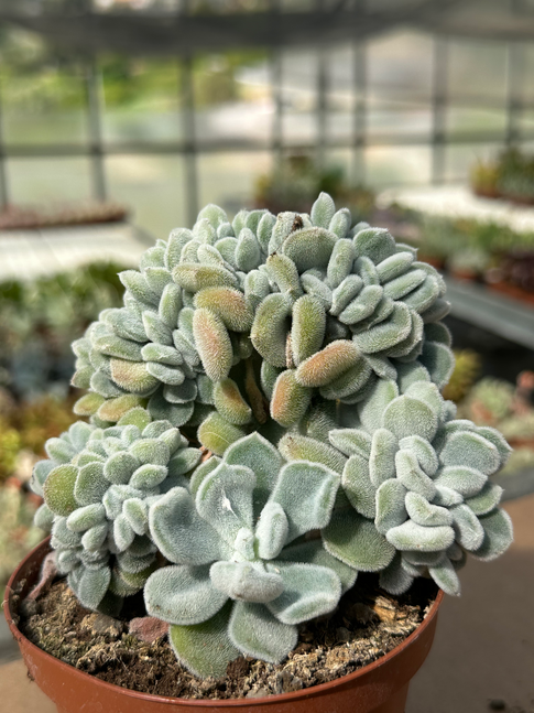 echeveria frosty crestata