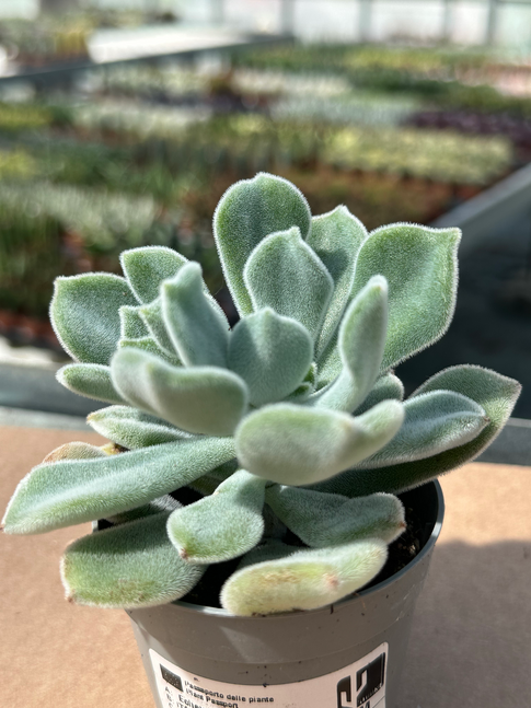 echeveria frosty