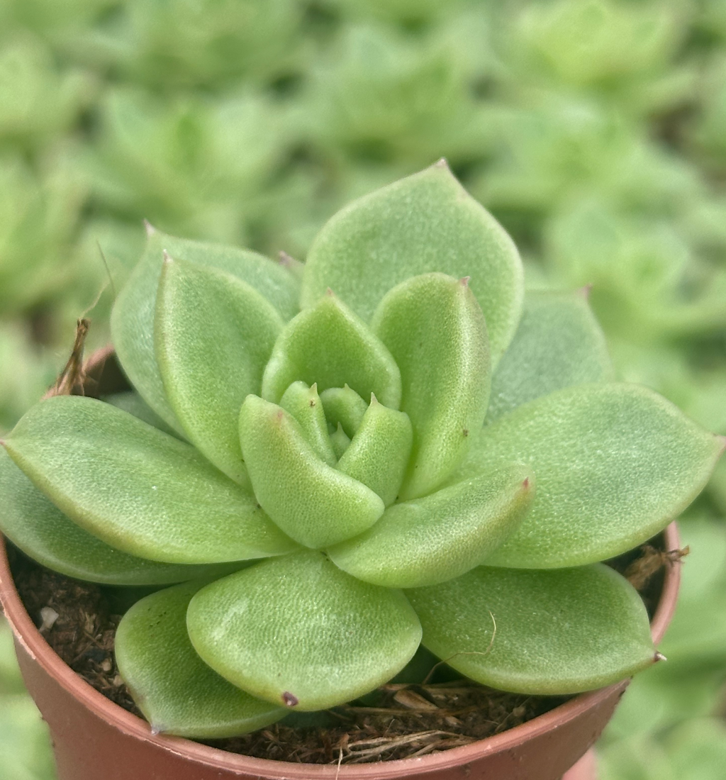 echeveria gilva