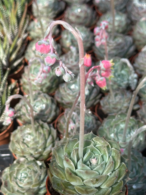 echeveria hyalina