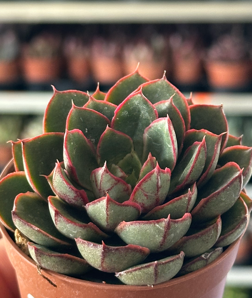 echeveria joan daniel
