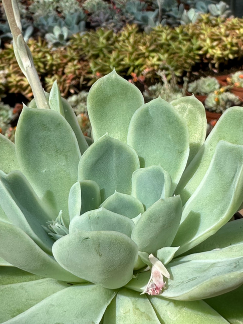 echeveria lemon rose