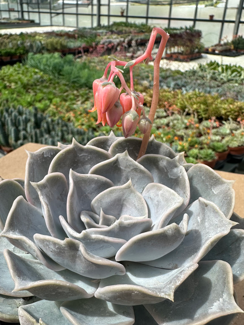 echeveria lilacina