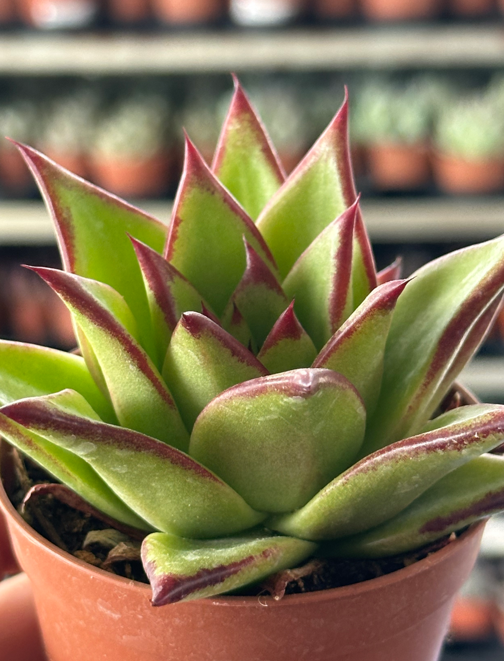 echeveria lipstick