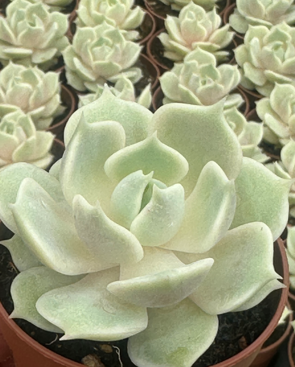 echeveria lola