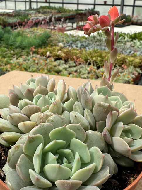 echeveria lola