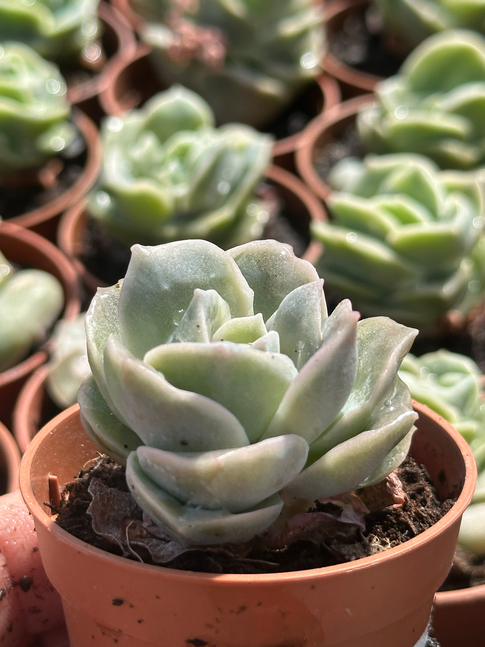 echeveria lovely rose