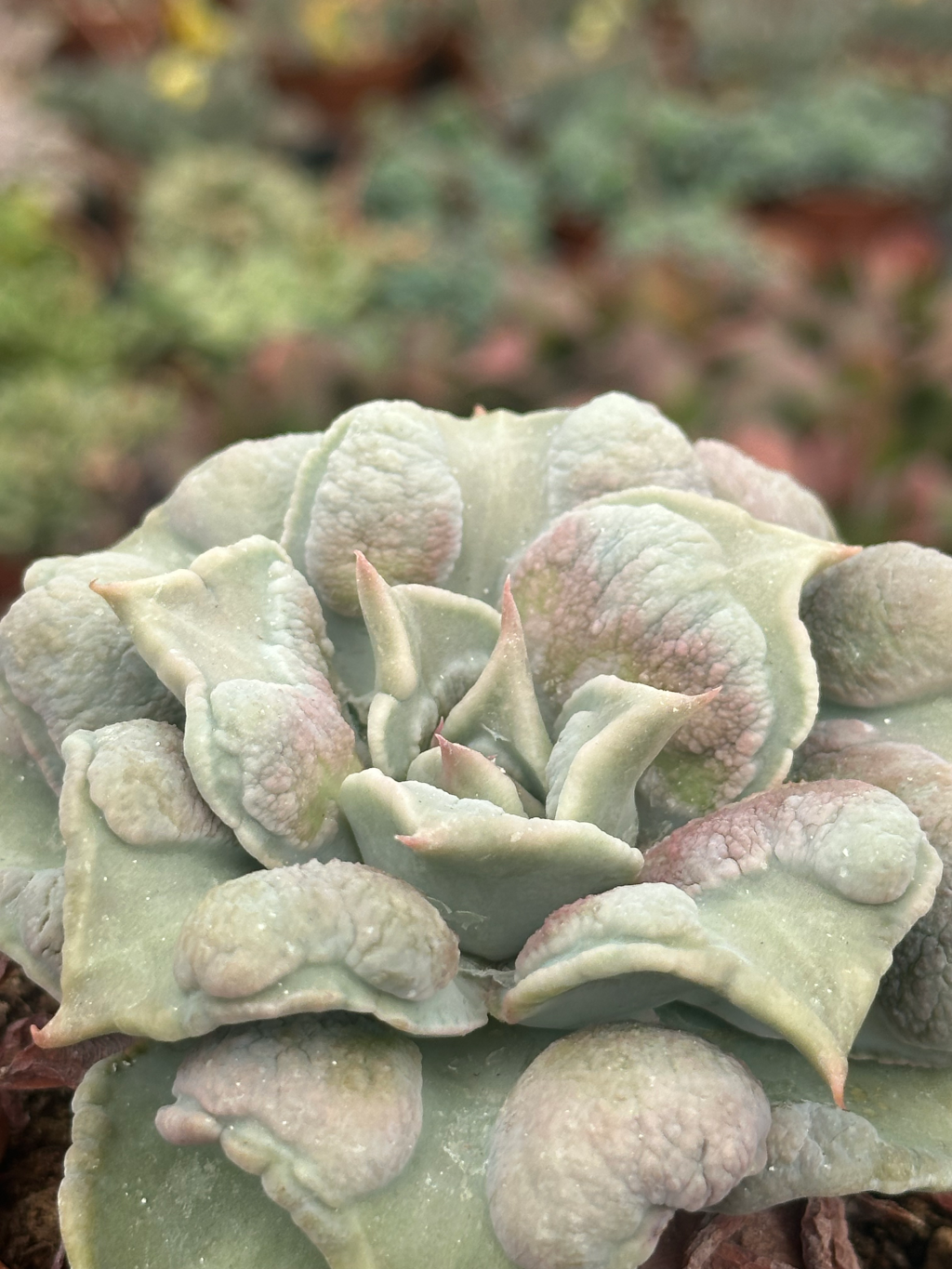 echeveria madiba carunculata