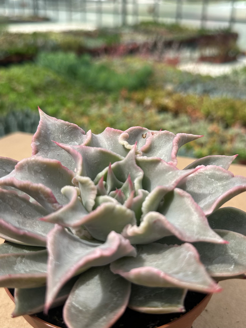 echeveria madiba