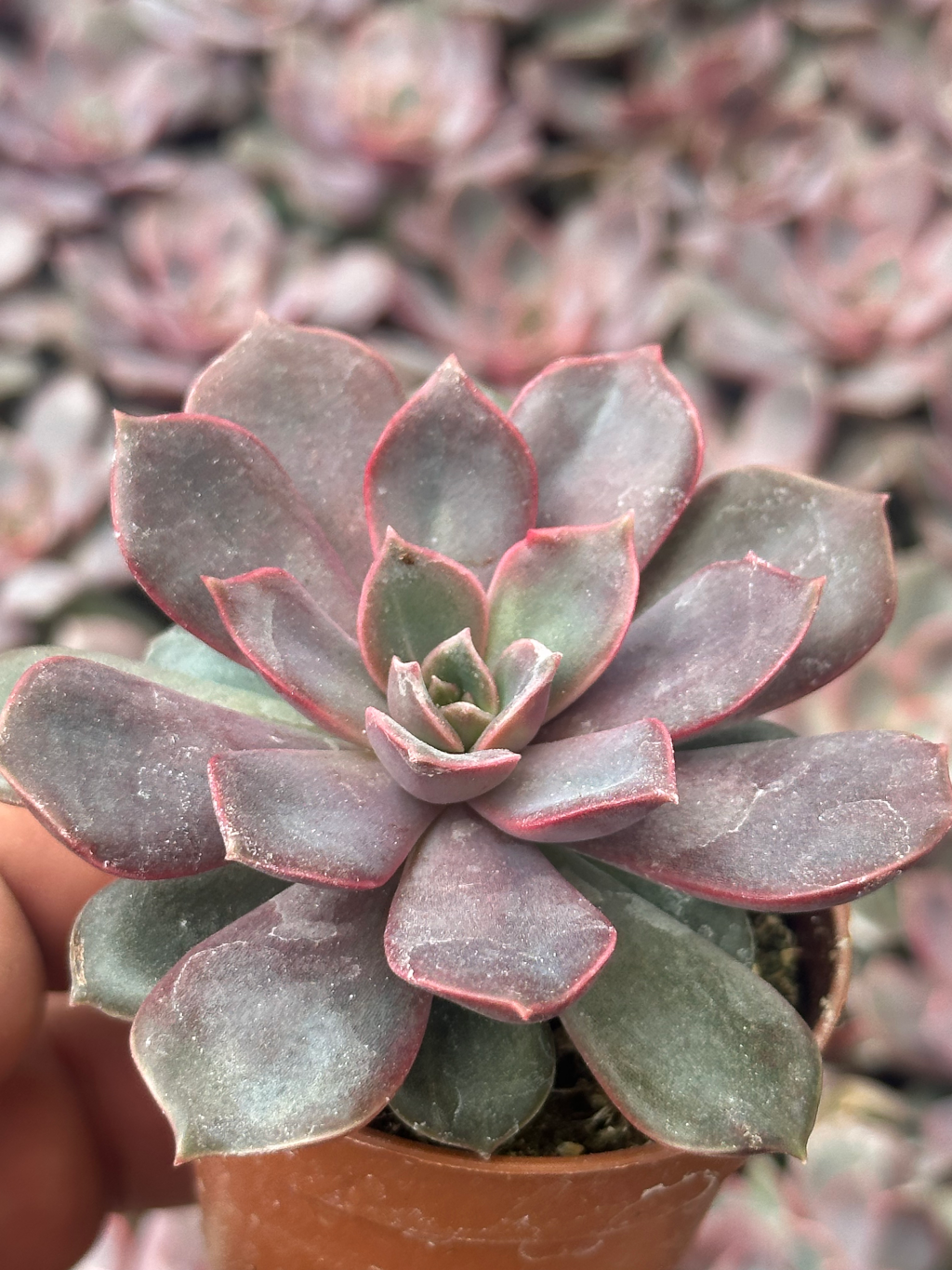 echeveria mina