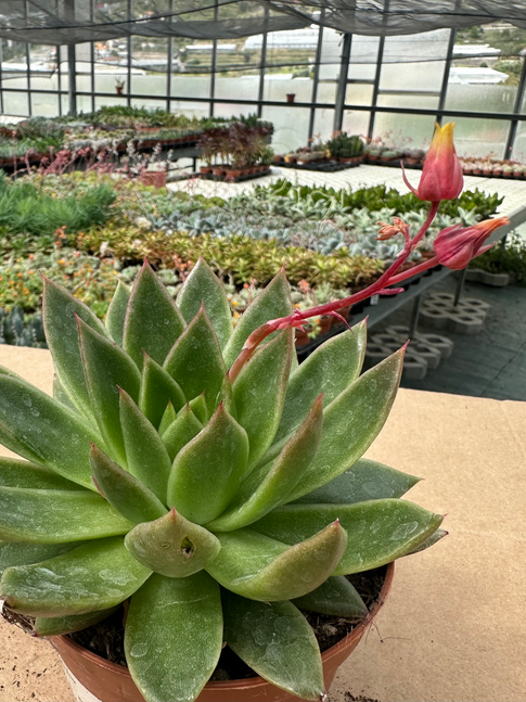 echeveria miranda
