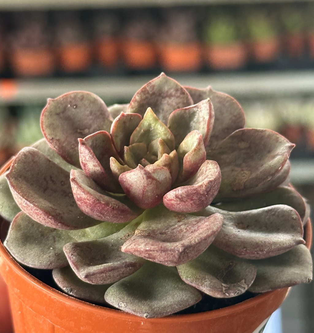 echeveria moranii