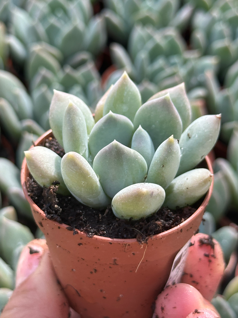 echeveria nebula