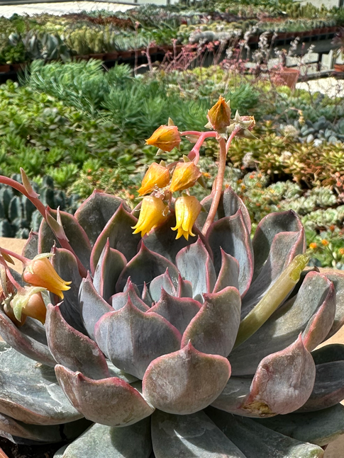 echeveria orion
