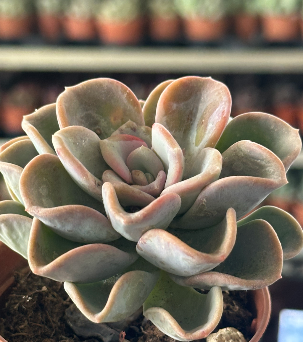 echeveria orpet