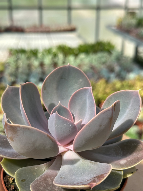 echeveria perla norimberga
