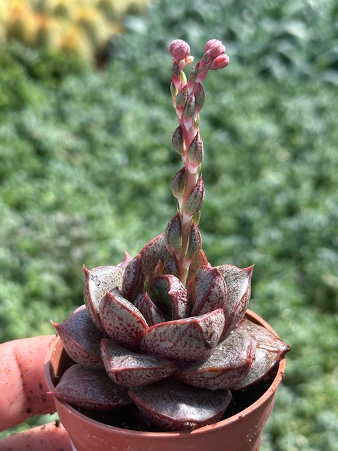 echeveria porpusorum