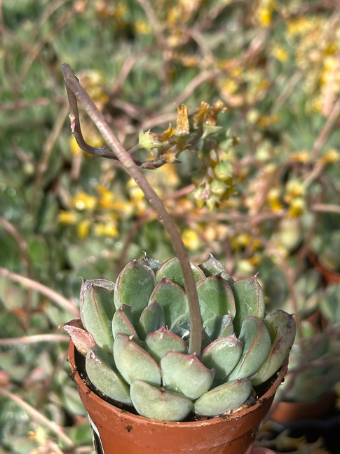 echeveria pulidonis