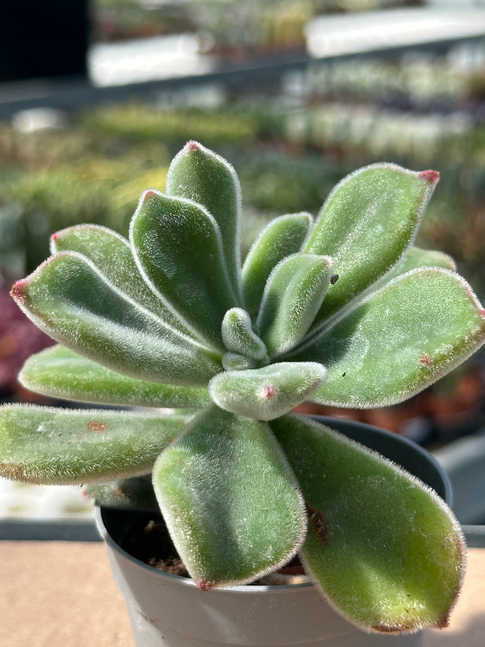 echeveria pulvinata