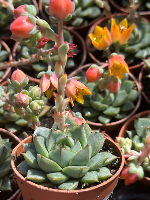 echeveria purpusorum gilva