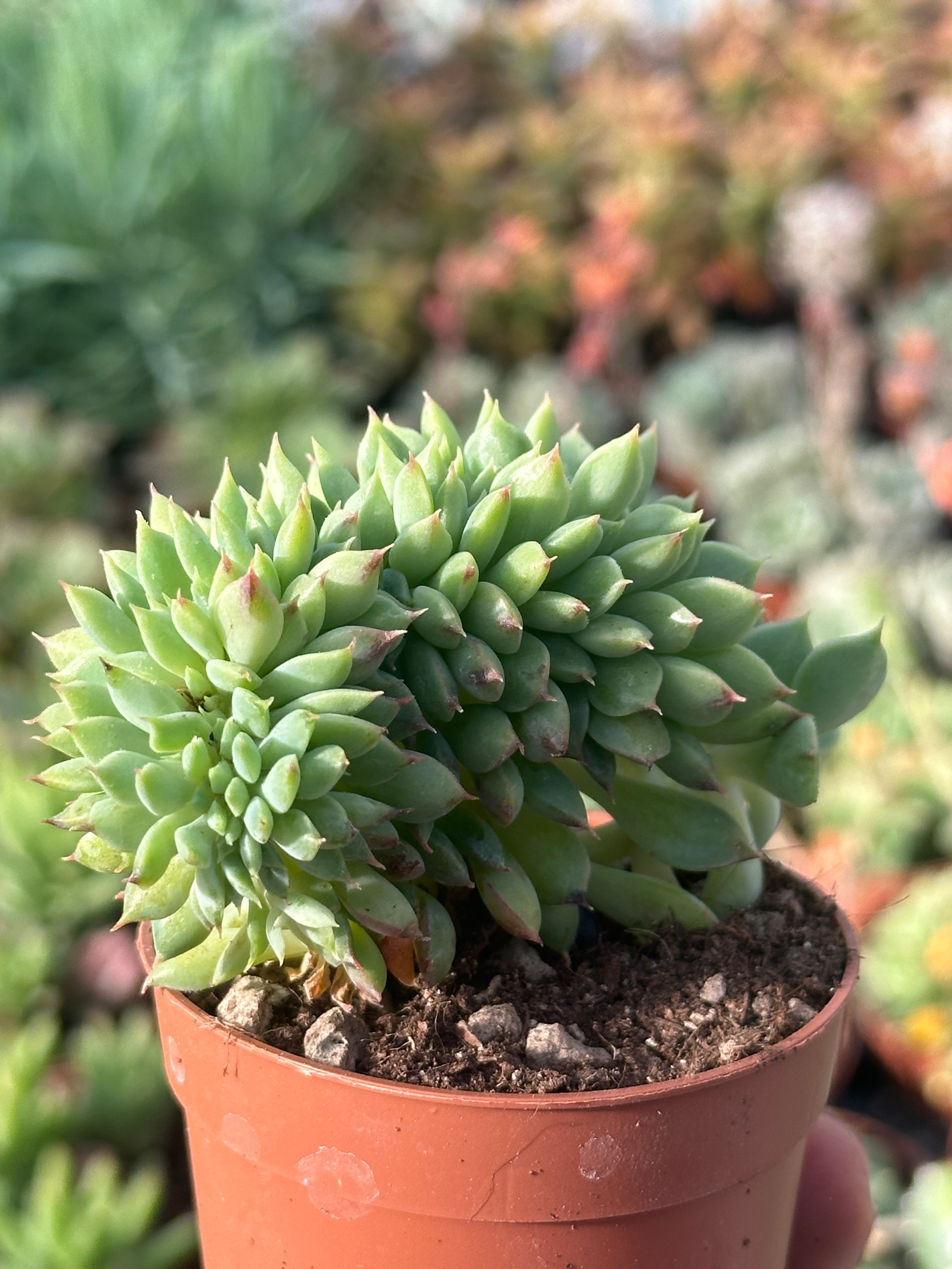 echeveria ramillette crestata
