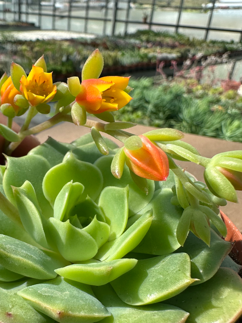 echeveria ramillette