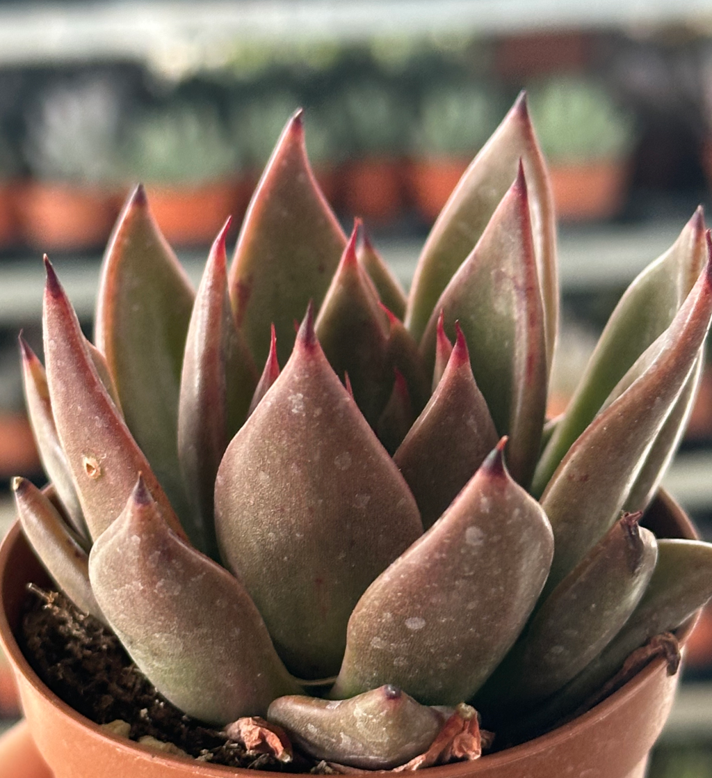 echeveria red shade