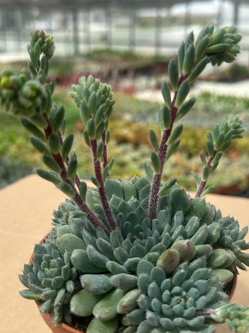 echeveria rundellii