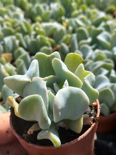 echeveria runyonii topsyturvy