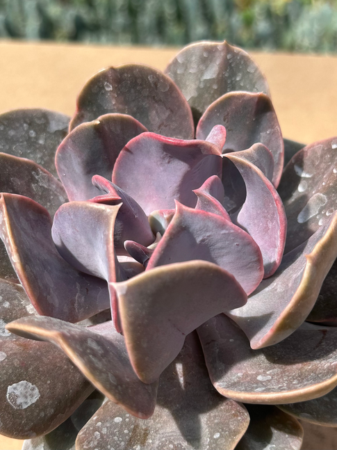 echeveria serenity