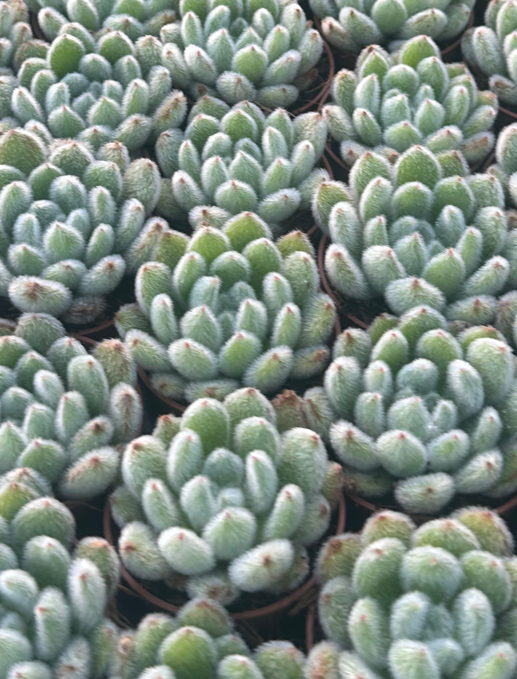 echeveria setosa