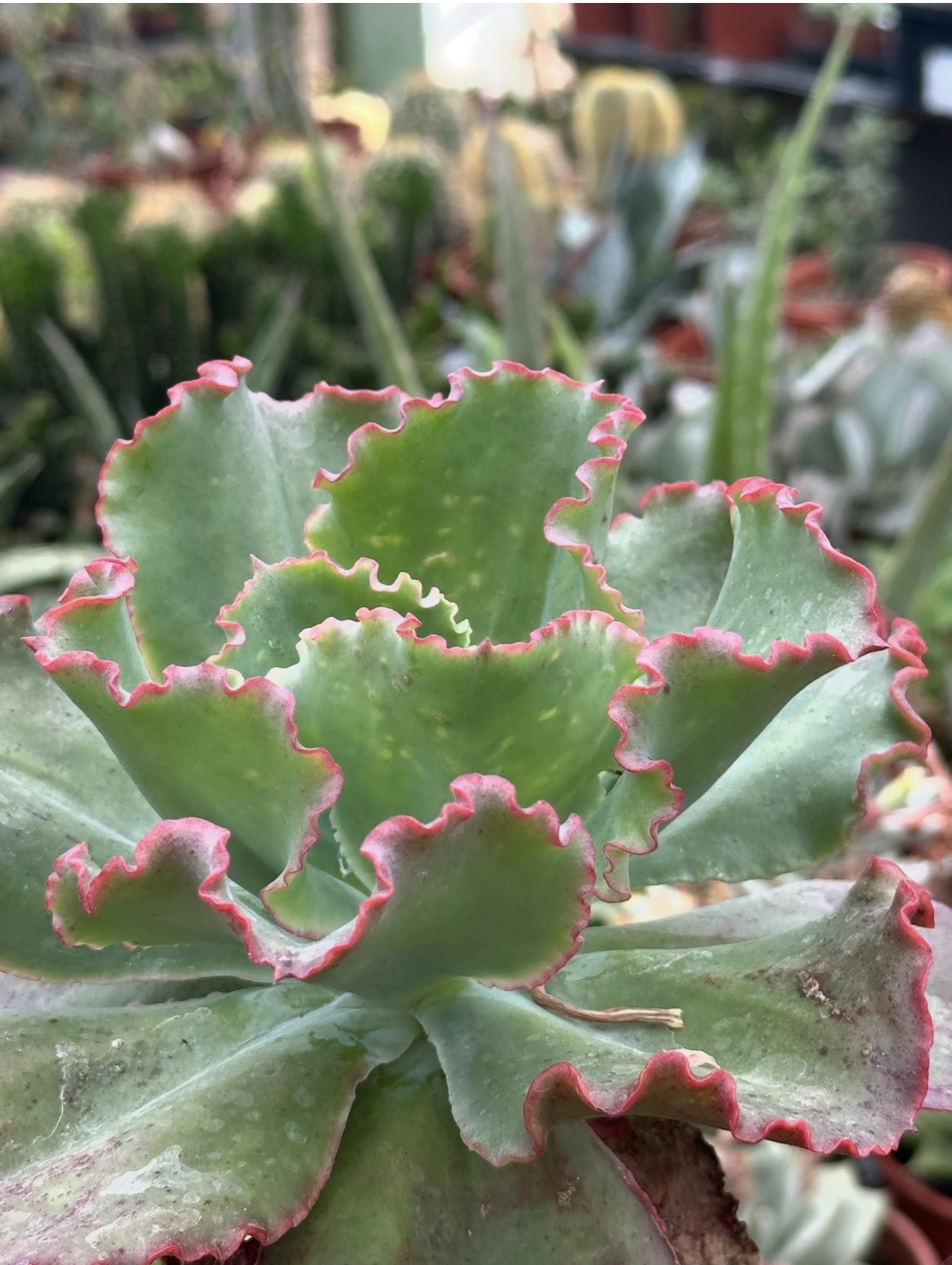 echeveria shaviana