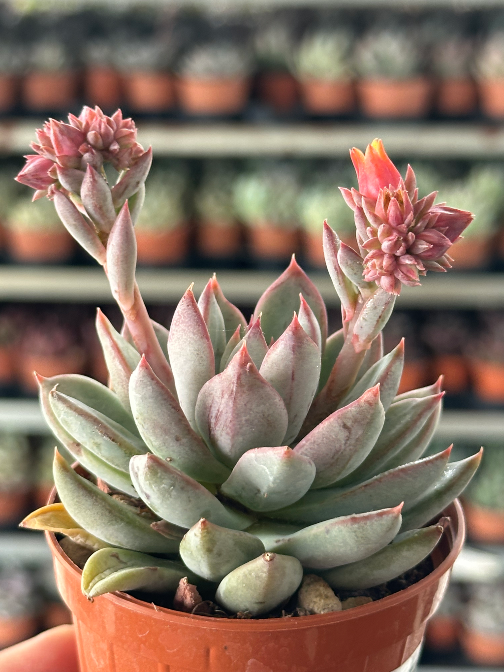 echeveria sp