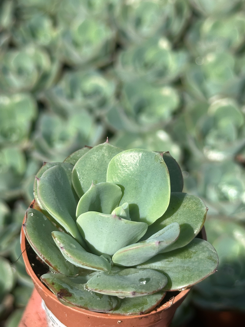 echeveria sp