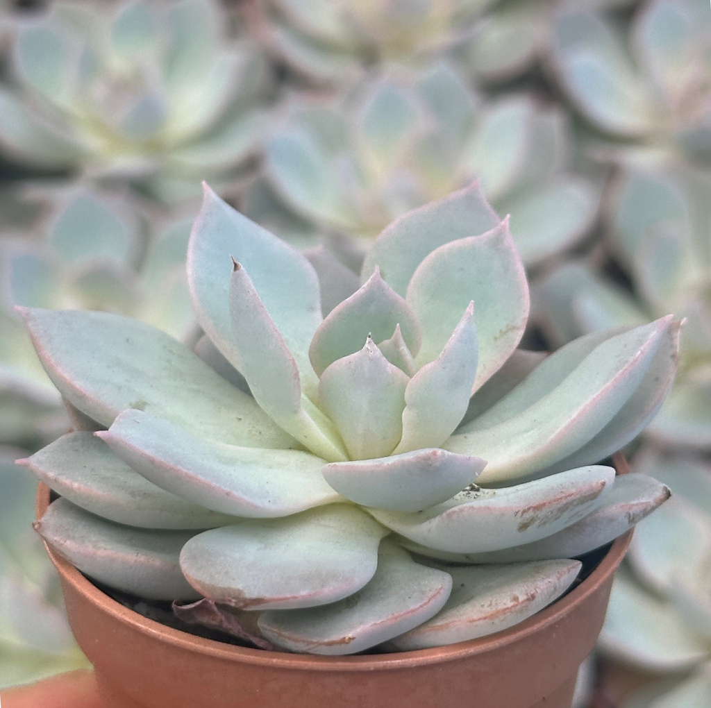 echeveria subsessilis